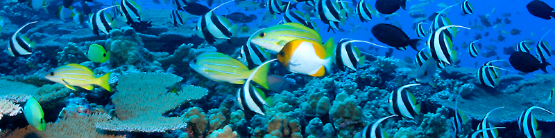 Fish and seafood packaging